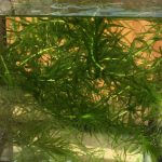 【専用ページ】天然アナカリス1000本 71pUX0WIDLL._UF350,350_QL50_.jpg