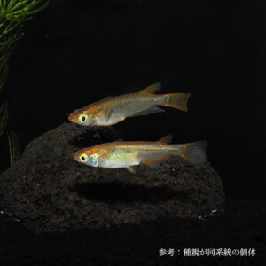 メダカ「琥珀」