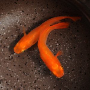 メダカ「鬼赤楊貴妃 東天光」（上見1）