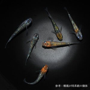 メダカ「夜煌」
