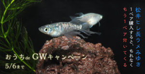 メダカ「松井ヒレ長ラメみゆき」