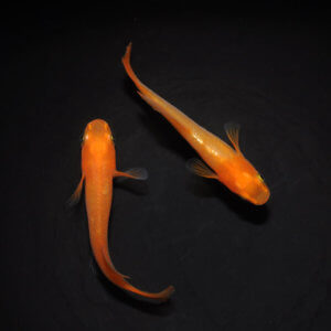 メダカ「東天光」