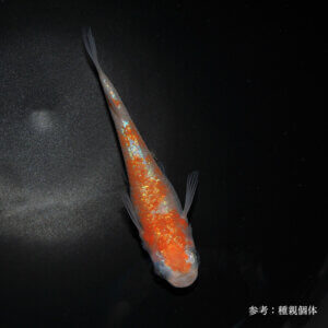 メダカ「三色系紅白ラメ」