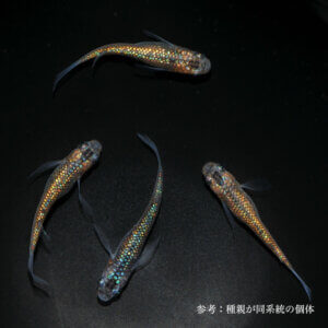 メダカ「オーロラ黄ラメヒレ長」