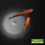 フロッグプロダクツ メダカ 木目ナチュラル 異品種交配のF1 - 100年メダカ 第四章 〜めだかの館のブログ〜