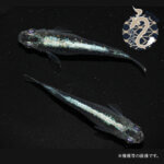 メダカ入 楽天市場】メダカ めだか 紅薊 ペット 観賞魚 生体 品種改良