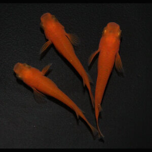 現物販売：メダカ「大和紅帝　１ペア＋１」