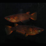tya1-150x150.jpg