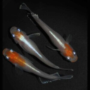 現物販売：メダカ「レッドクリフ紅白　１ペア＋１」