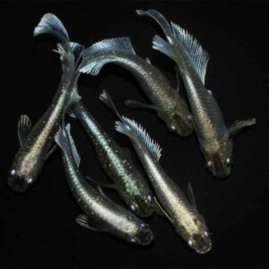 現物販売：メダカ「春菊　3ペア」