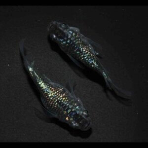 現物販売：メダカ「ロイヤルブルー　半ダルマ／ダルマ　１ペア」