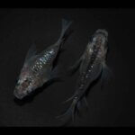 [道三のめだか]極上　夜桜2ペア　現物出品23 Yahoo!オークション -「めだか」(めだか) (川魚)の落札相場・落札価格