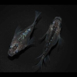 現物販売：メダカ「夜桜　ダルマ　１ペア」