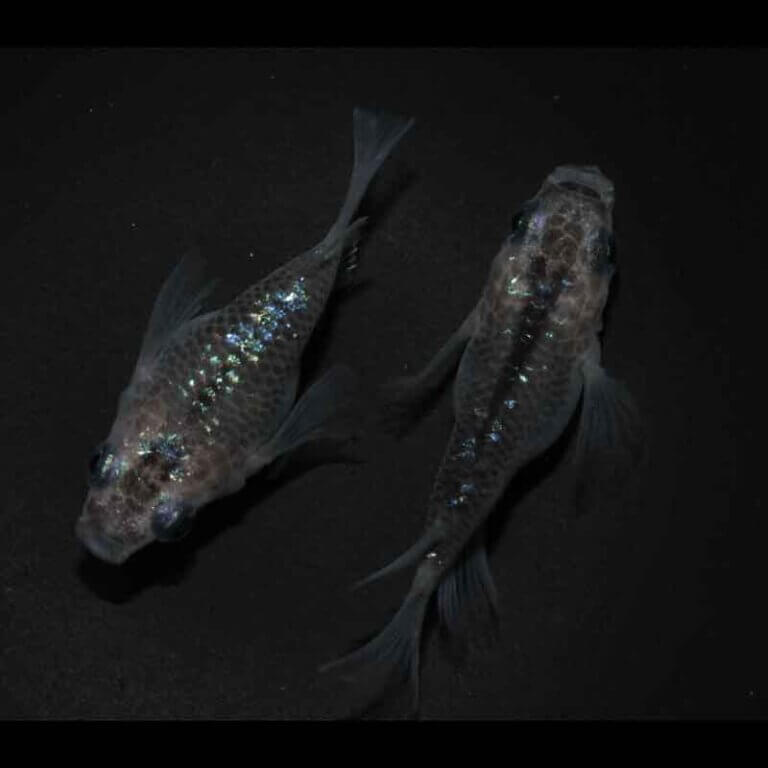 現物販売：メダカ「夜桜　ダルマ　１ペア」