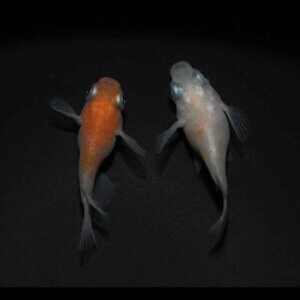 現物販売：メダカ「雲州紅白　半ダルマ／ダルマ　１ペア　」