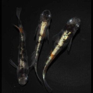 現物販売：メダカ「朱紅玉　１ペア＋１　」