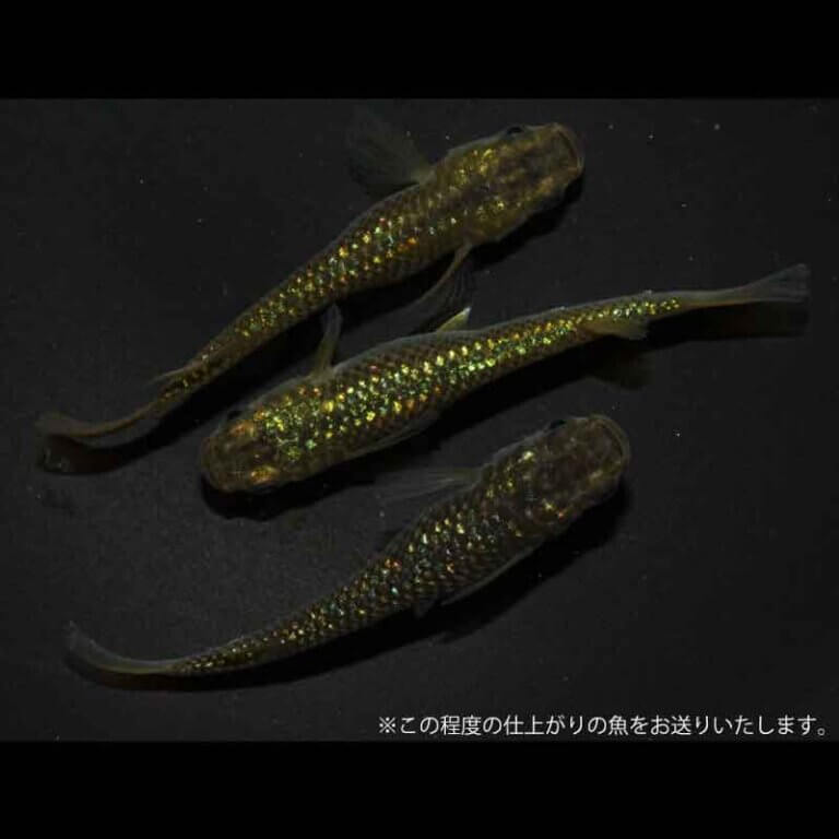メダカ「サイシュウヘイキ」