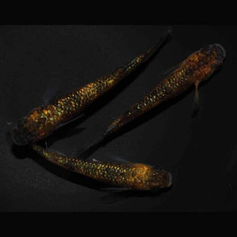 現物販売：メダカ「パンドラ　１ペア＋１　」