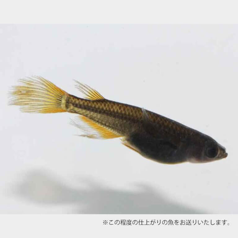 メダカ「サタン　(色薄め)」