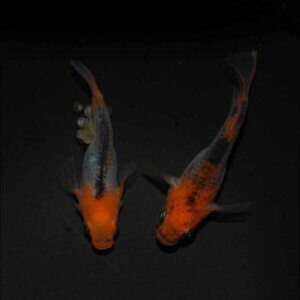 現物販売：メダカ「来光　半ダルマ／ダルマ　１ペア　」