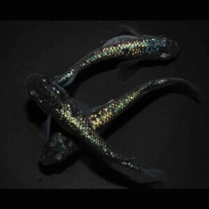 現物販売：メダカ「BLACK＆BLUE　１ペア＋１　」