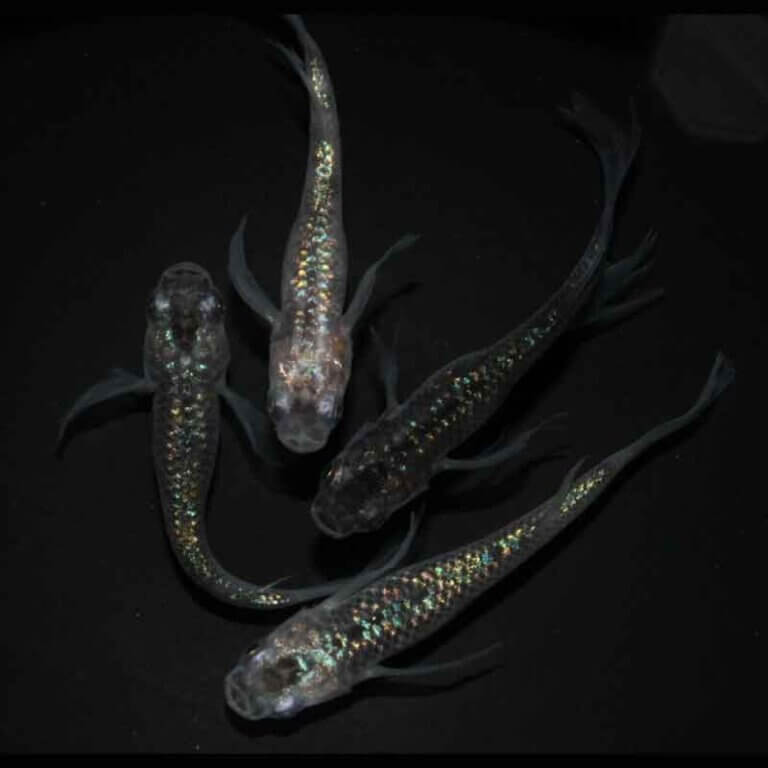 現物販売：メダカ「忘却の翼　２ペア　」