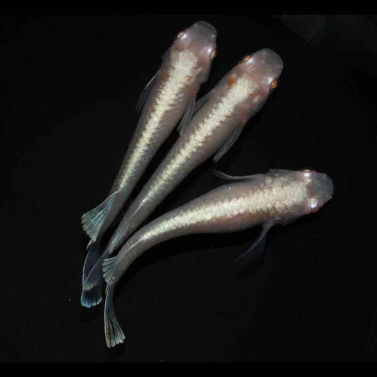 現物販売：メダカ「アルビノレッドクリフ　１ペア＋１　」