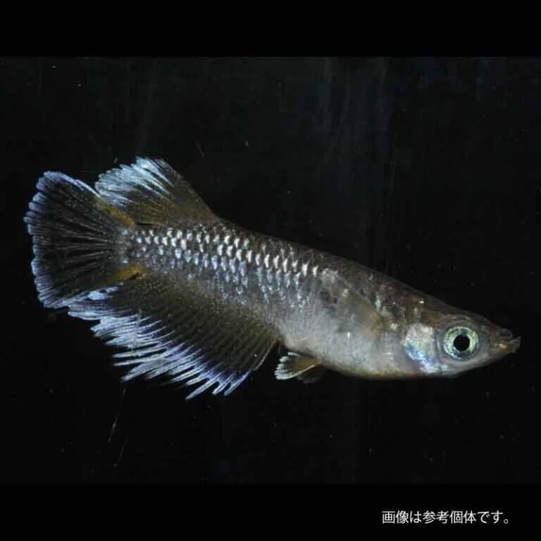 メダカ「フロマージュ」