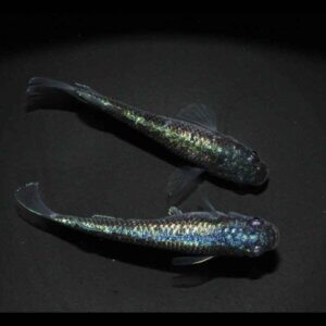 現物販売：メダカ「極上　ネプチューン　１ペア　」