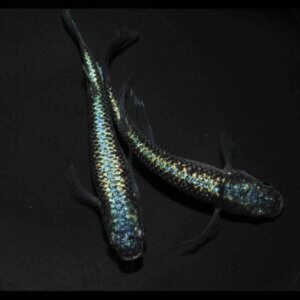 現物販売：メダカ「極上　ネプチューンヒレ長　１ペア　」