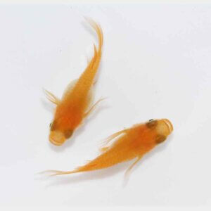 現物販売：メダカ「ふ～は～　半ダルマ／ダルマ　１ペア　」