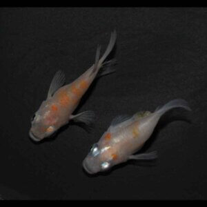 現物販売：メダカ「雲州紅白　半ダルマ／ダルマ　１ペア　」