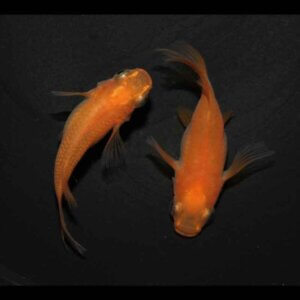 現物販売：メダカ「ふ～は～　半ダルマ／ダルマ　１ペア　」