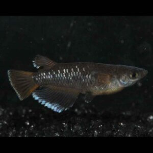 現物販売：メダカ「オランジェ　１ペア＋１　」