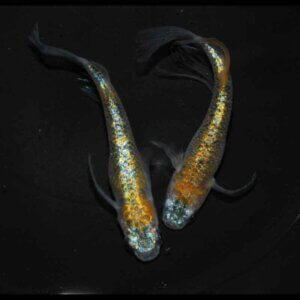 現物販売：メダカ「大輝(おおき)　１ペア　」