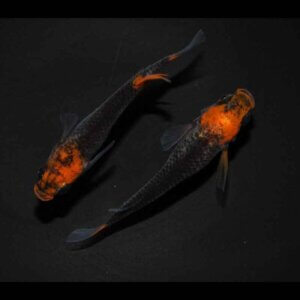 現物販売：メダカ「来光×紅薊　１ペア　」