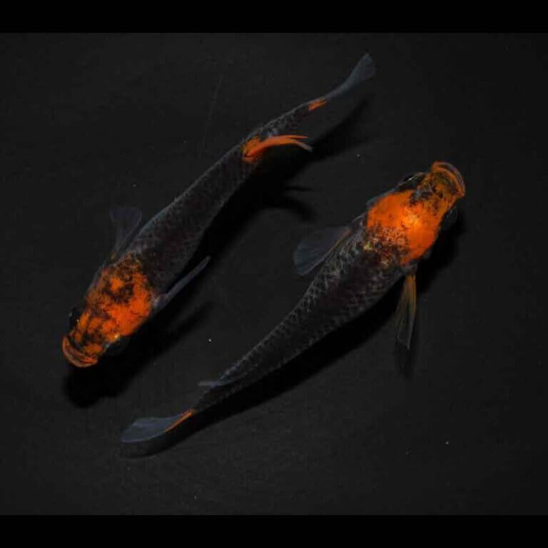 現物販売：メダカ「来光×紅薊　１ペア　」