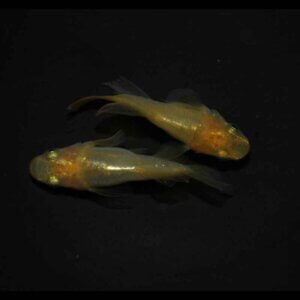 現物販売：メダカ「クリアブラウン　半ダルマ／ダルマ　１ペア　」