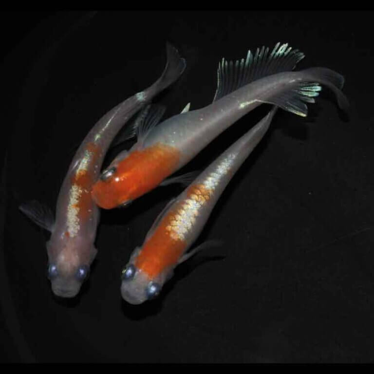 現物販売：メダカ「レッドクリフ紅白　１ペア＋１　」