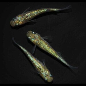 現物販売：メダカ「夜煌ヘイキ　１ペア＋１　」