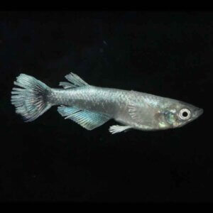 現物販売：メダカ「エメラルドリアルロングフィン　うなとろんぐ亜種　１ペア　」