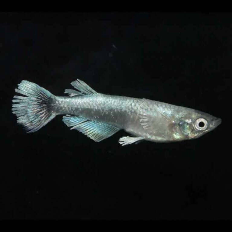 現物販売:メダカ「エメラルドリアルロングフィン うなとろんぐ亜種 1ペア 」