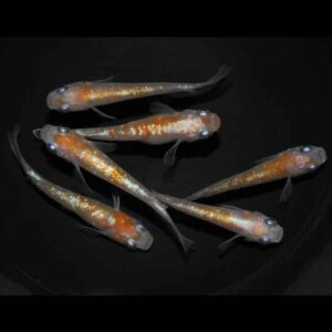 現物販売：メダカ「紅白体外光　３ペア」