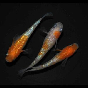 現物販売：メダカ「アース紅白　１ペア＋１」