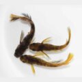 現物販売：メダカ「和墨三色リアルロングフィン(赤斑タイプ)　１ペア＋１」