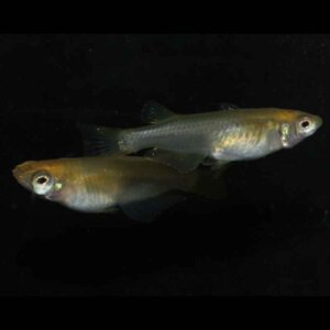 現物販売：メダカ「水泡眼　２ペア」