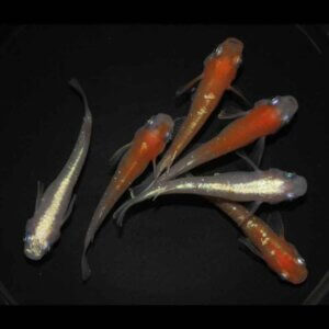 現物販売：メダカ「ダイアナ妃　３ペア」