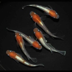 現物販売：メダカ「ダイアナ妃　３ペア」