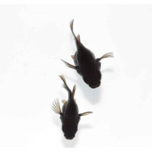 現物販売：メダカ「五式ラメ　半ダルマ／ダルマ　１ペア」