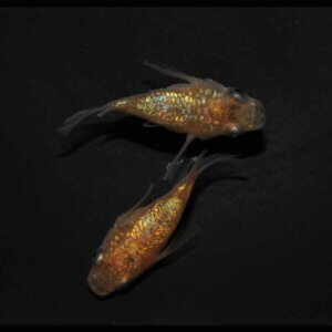 現物販売：メダカ「サンシャイン　半ダルマ／ダルマ　１ペア」